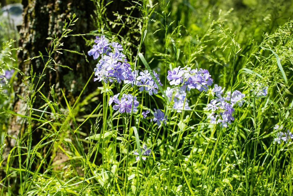 Oak Grove Bed And Breakfast South Boston Eksteriør billede